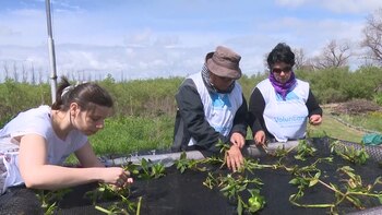 La técnica de biorremediación se