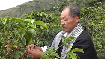 Las más de 2.500 hectáreas de amapola fueron reemplazadas por café y otros productos por los mismos indígenas Inga. (Fotos cortesía Hernando Chindoy)