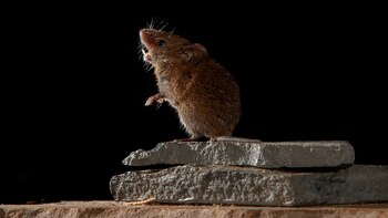 (Christopher Auger-Dominguez via The New York Times)