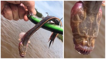 La criatura tiene dientes filosos