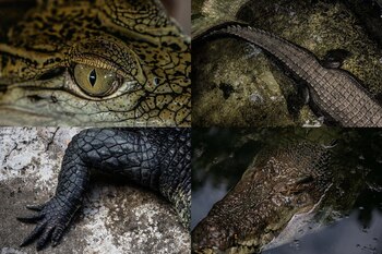 Cocodrilos en el Centro Palawan