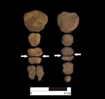 Ejemplos de cortes en el