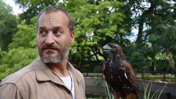 El gavilán mixto fue uno