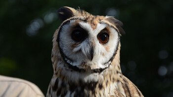 Un ejemplar de un lechuzón