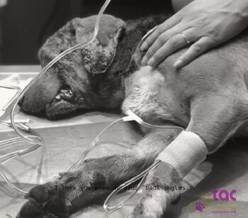 El responsable de la agresión