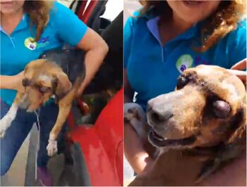 Los responsables de la protectora