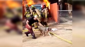 Los bomberos miraron asombrados la
