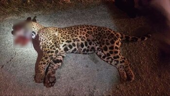 Se encontraron más de 20