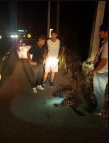 El felino fue encontrado a