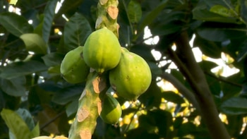 En Formosa, un taiwanes se