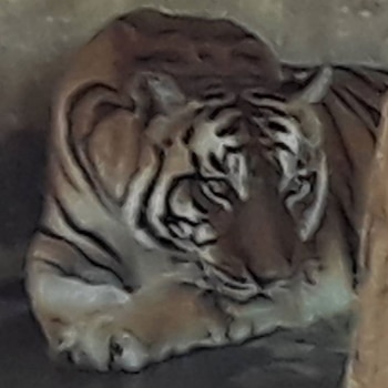 Tika cuando aún vivía en el ex zoológico de Santiago del Estero.