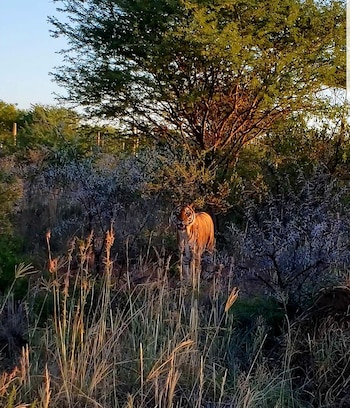 Tika en su nuevo espacio. La tigresa vivirá el resto de su vida en un santuario que se asimila a su lugar natural. (Ubuntu Wildlife Sanctuary)