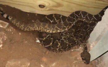 En Texas hay diez especies