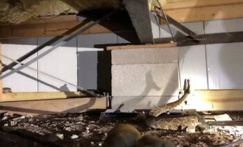 Algunas serpientes reaccionaron mostrando sus