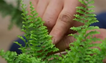 (Captura: Bricomania)