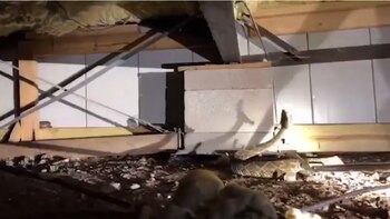 El propietario de la vivienda se comunicó con la empresa de Hawkins para explicar que había visto “unas pocas” serpientes bajo su casa. Pero cuando llegaron los expertos advirtieron que eran más que solo “unas pocas” (Foto: Nathan Hawking/Big County Snake Removal)