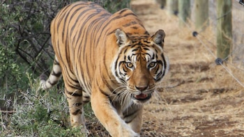 Tika reconociendo su nuevo territorio. (Ubuntu Wildlife Sanctuary)