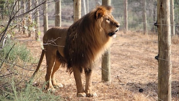 Melena ya recorre el espacio en el que convive con otros de su especie. Fue liberado el pasado fin de semana del zoológico de Santiago del Estero. (Ubuntu Wildlife Sanctuary)