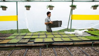 Gabriel Mejía Lugo, quien cultiva