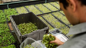 Ingredientes como el microcilantro, flores