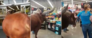 El toro Oliver se mostró