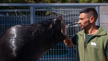 Con “Camilo”, un lobo marino