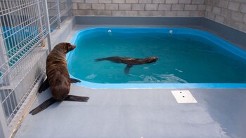 Una de las ocho piletas