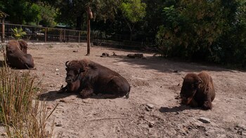 Los animales que seguirán a