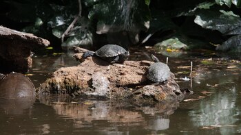 Tortugas rescatadas en el repitalario
