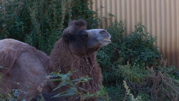 Los camellos superaron largamente la
