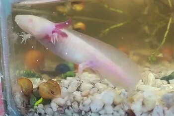 En el allanamiento fueron encontrados