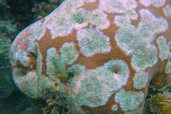 La comunidad científica está desconcertada.