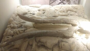 Los gonfoterios fueron una especie