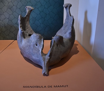 En este yacimiento paleontológico se