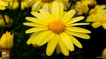 Derivados del árnica mexicana podrían