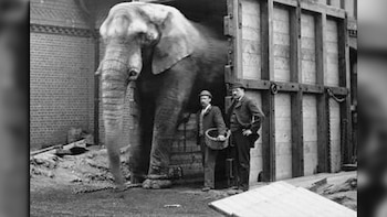 “Jumbo se negó a entrar