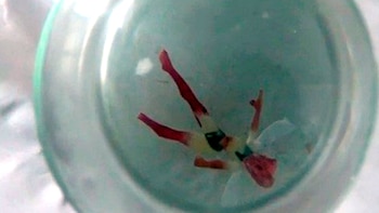 La supuesta hada presuntamente estaba