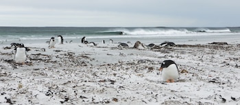 Los pingüinos (hay cinco especies),
