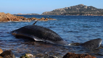 La playa de Porto Cervo,