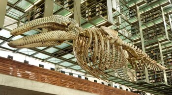 El esqueleto de ballena que