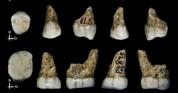 Los cuatro dientes hallados en