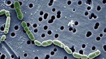 Científicos rusos logran aislar una