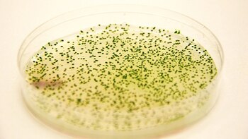 La bacteria heredó su nombre