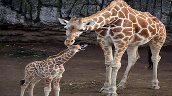 La jirafa nació en septiembre de 2018 (Foto: especial)