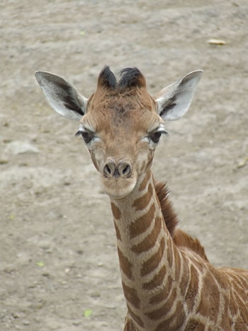Hasta ahora “Jira-Fifí-ta” es el nombre que tiene más votos (Foto: Especial)