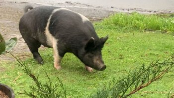 Cuando su dueña llegó por Princesa, el vecino ya la había cortado en trozos (Foto: Lost Coast Post)