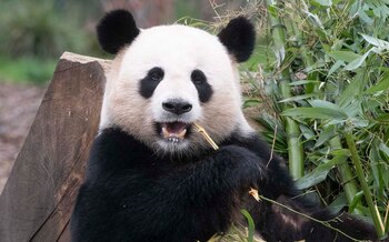 El panda macho Jiao Qing comiendo