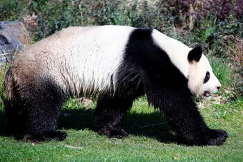 Jiao Qing (REUTERS/Axel Schmidt)