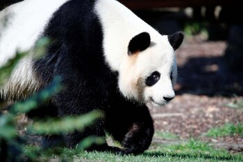 Jiao Qing (REUTERS/Axel Schmidt)