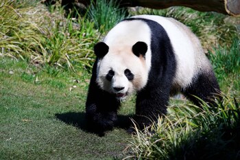 Jiao Qing es un panda